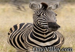 Plains or Burchells Zebra